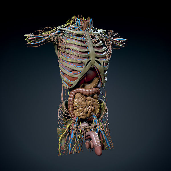 Human Male Trunk Torso - Anatomy 3D model_4