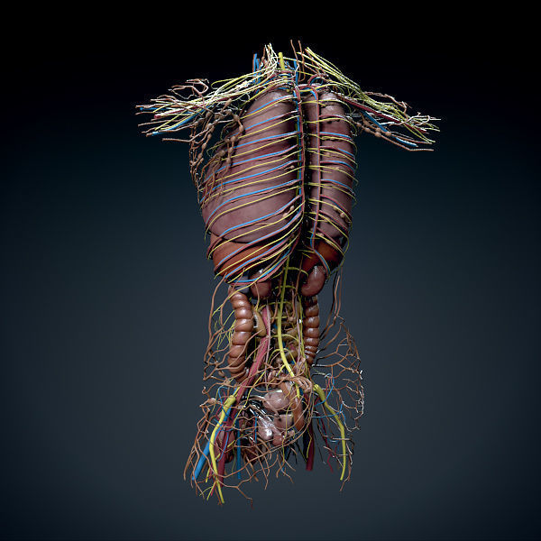 Human Male Trunk Torso - Anatomy 3D model_15