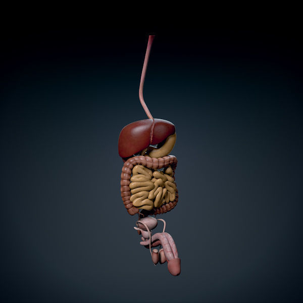 Human Male Trunk Torso - Anatomy 3D model_7