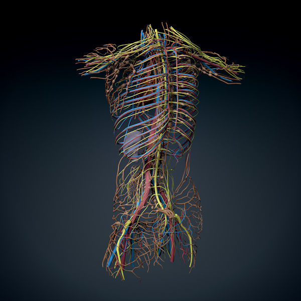 Human Male Trunk Torso - Anatomy 3D model_19