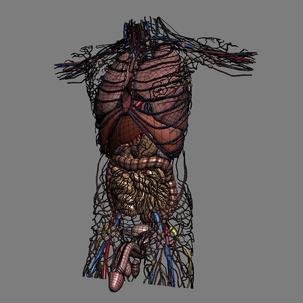 Human Male Trunk Torso - Anatomy 3D model_37