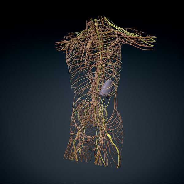 Human Male Trunk Torso - Anatomy 3D model_31