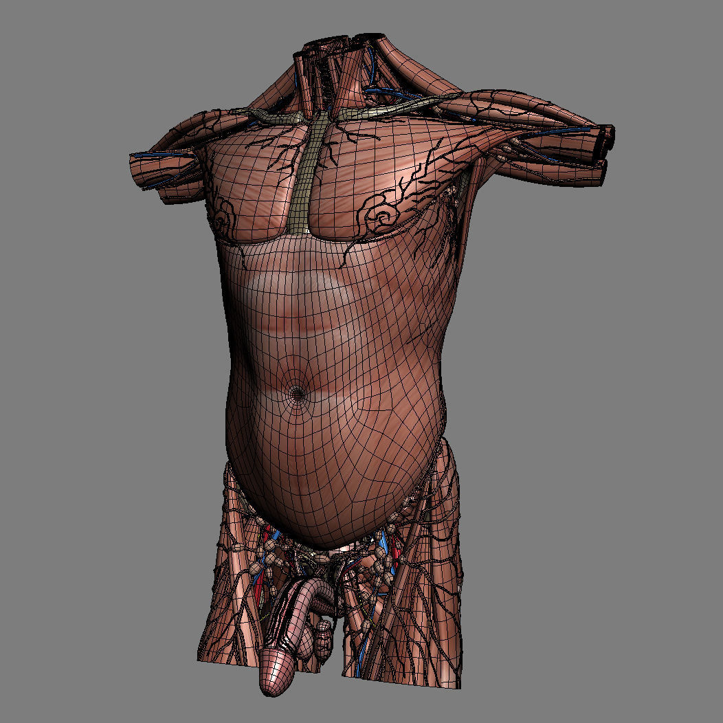 Human Male Trunk Torso - Anatomy 3D model_33