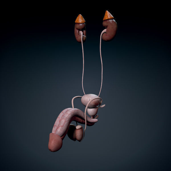 Human Male Trunk Torso - Anatomy 3D model_28