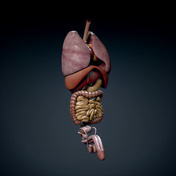 Human Male Trunk Torso - Anatomy 3D model_6