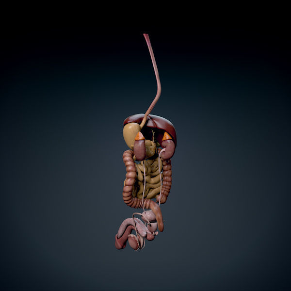 Human Male Trunk Torso - Anatomy 3D model_17