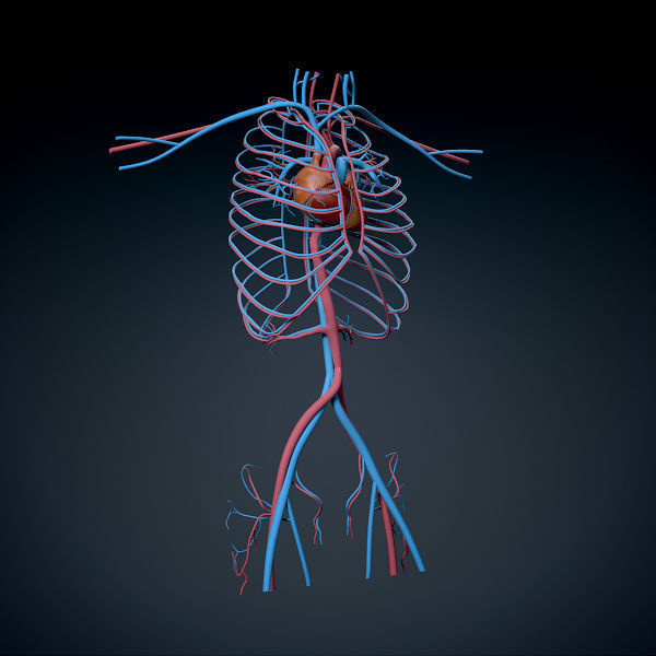 Human Male Trunk Torso - Anatomy 3D model_10