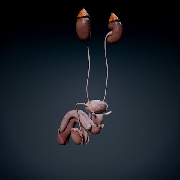 Human Male Trunk Torso - Anatomy 3D model_18