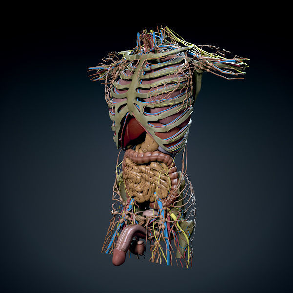 Human Male Trunk Torso - Anatomy 3D model_24