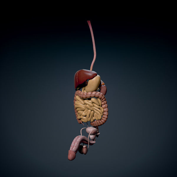 Human Male Trunk Torso - Anatomy 3D model_27