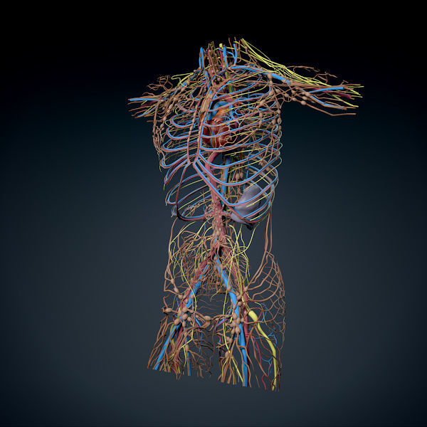 Human Male Trunk Torso - Anatomy 3D model_29
