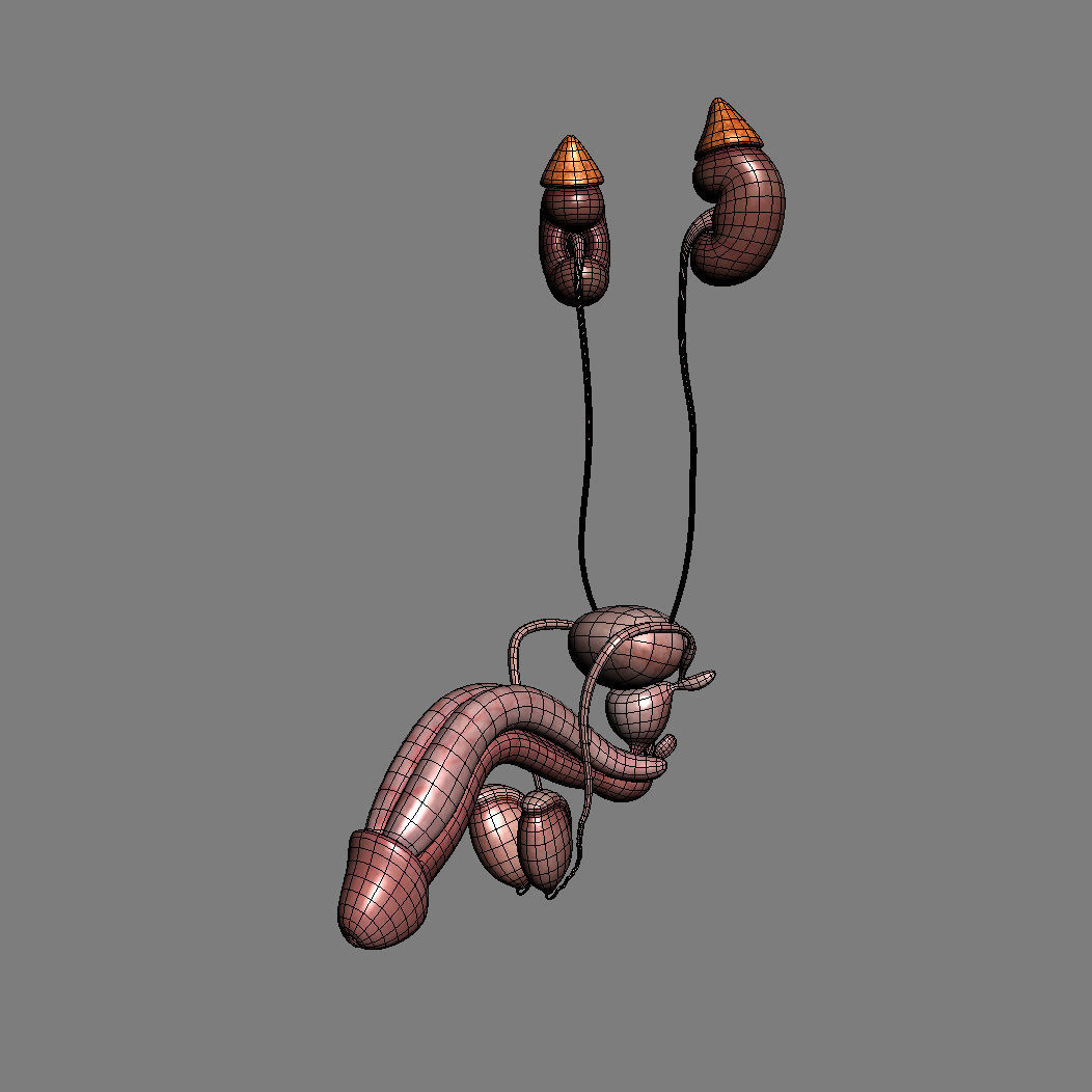 Human Male Trunk Torso - Anatomy 3D model_42