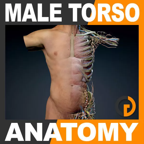 Human Male Trunk Torso - Anatomy 3D model_0