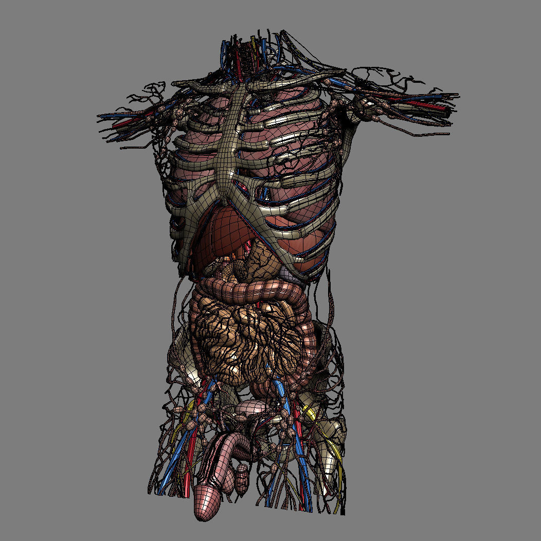 Human Male Trunk Torso - Anatomy 3D model_35