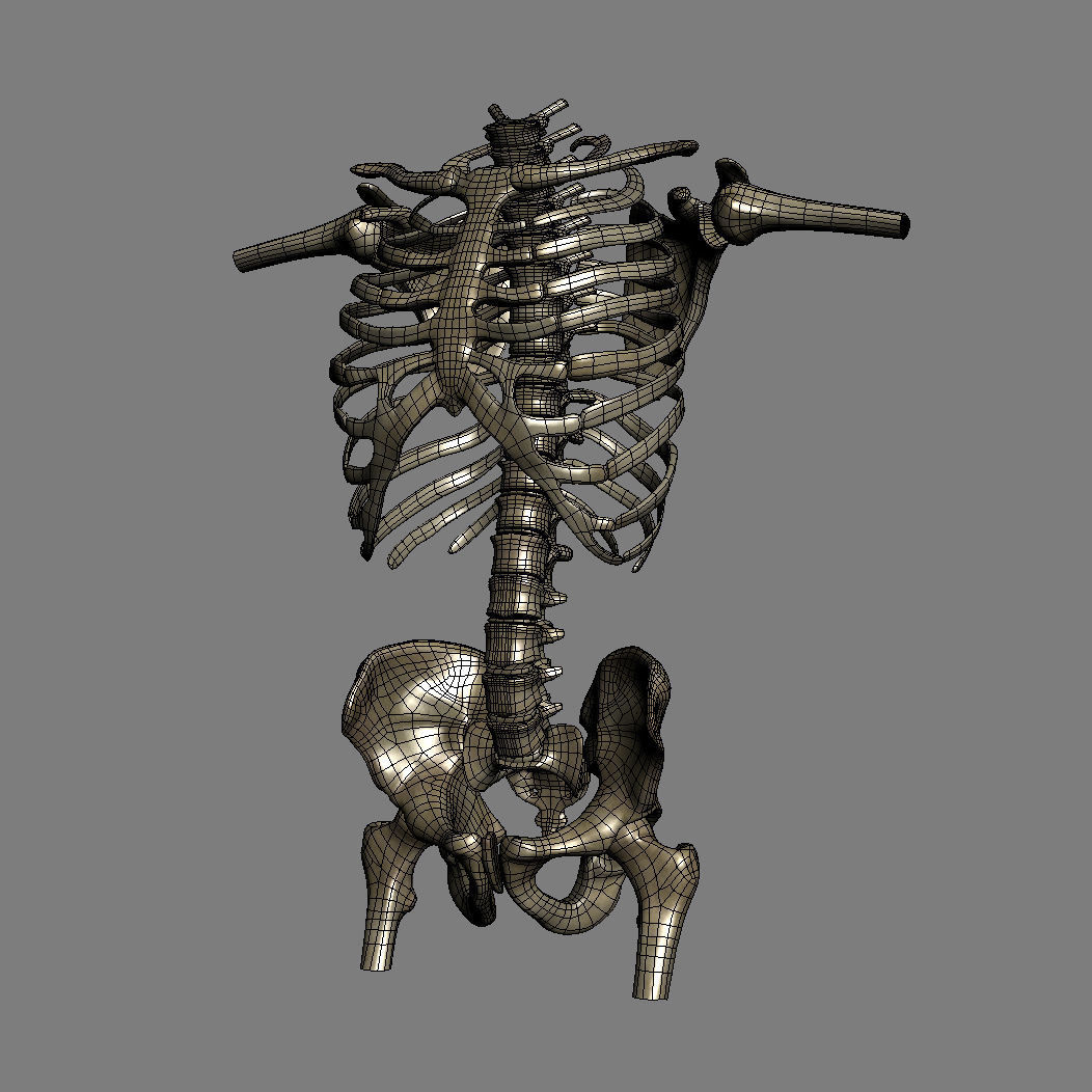 Human Male Trunk Torso - Anatomy 3D model_36