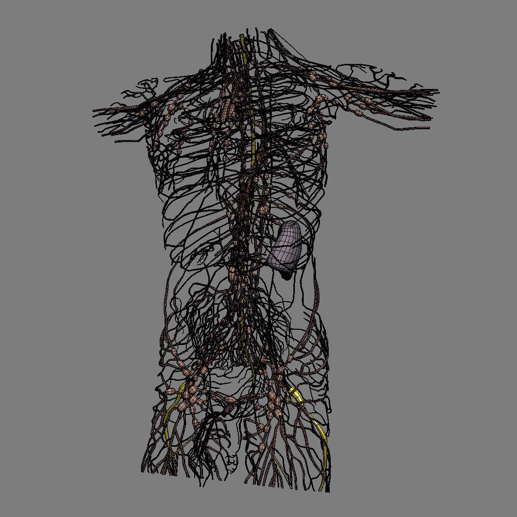 Human Male Trunk Torso - Anatomy 3D model_39