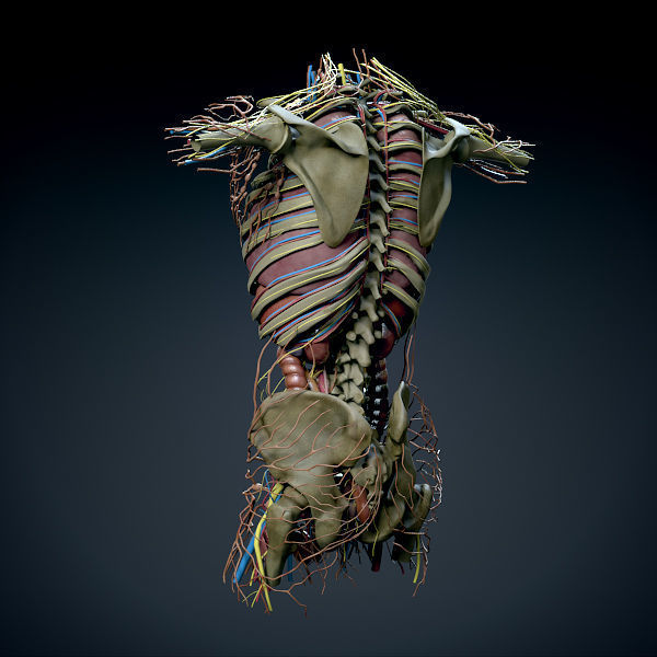 Human Male Trunk Torso - Anatomy 3D model_14