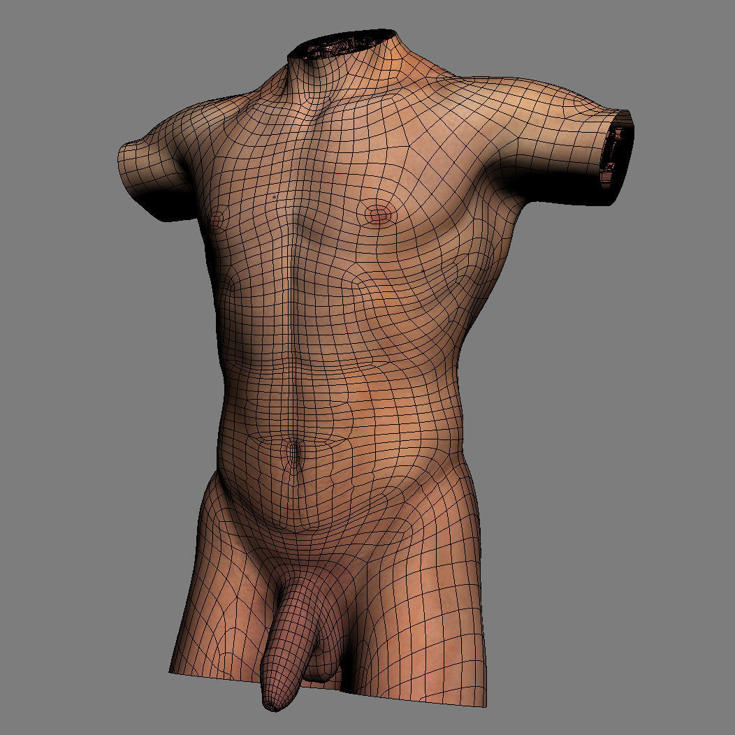 Human Male Trunk Torso - Anatomy 3D model_32