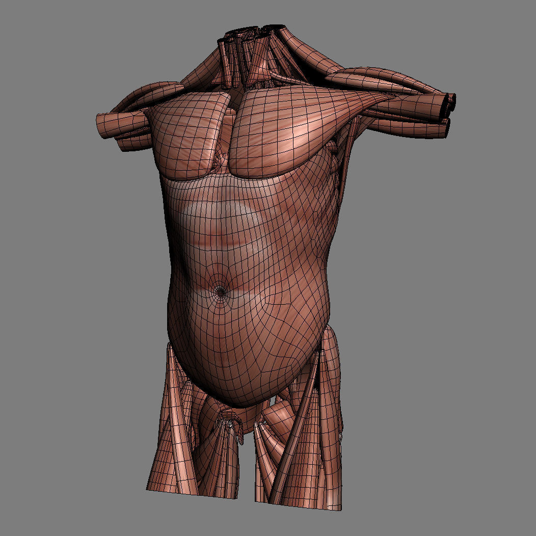 Human Male Trunk Torso - Anatomy 3D model_34