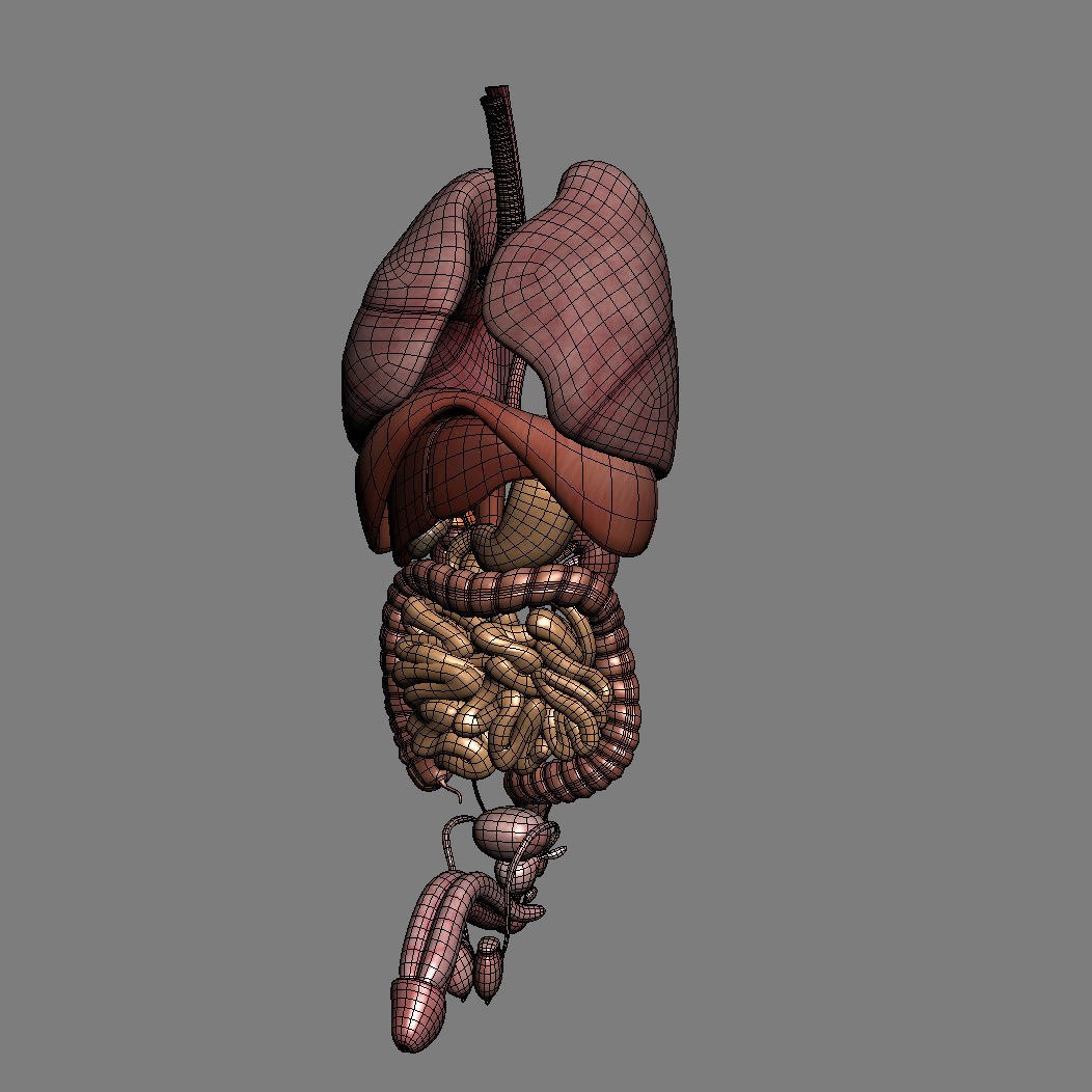 Human Male Trunk Torso - Anatomy 3D model_40