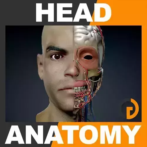 Human Male Head - Anatomy