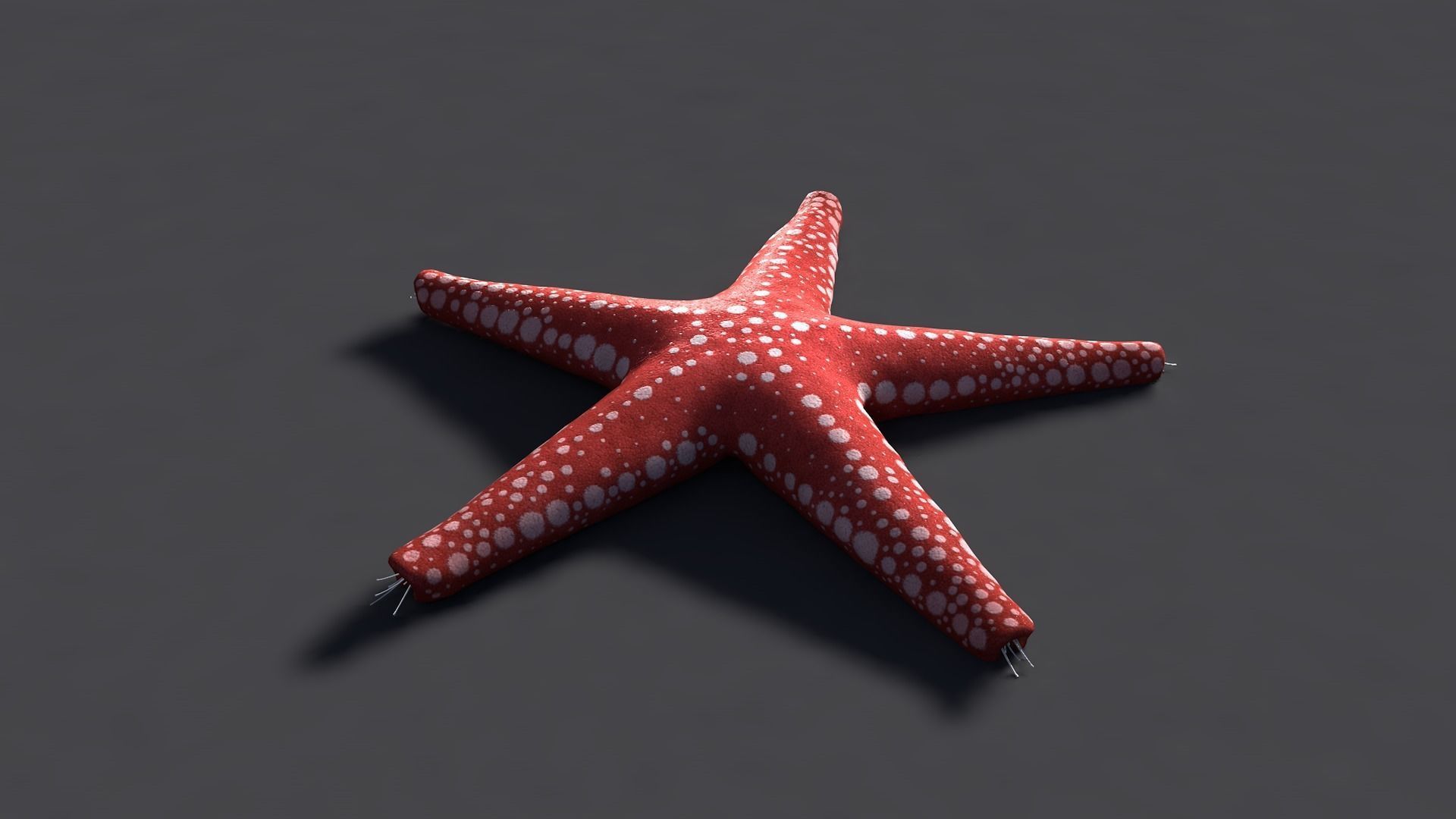 Red Star Fish Low-poly 3D model_4