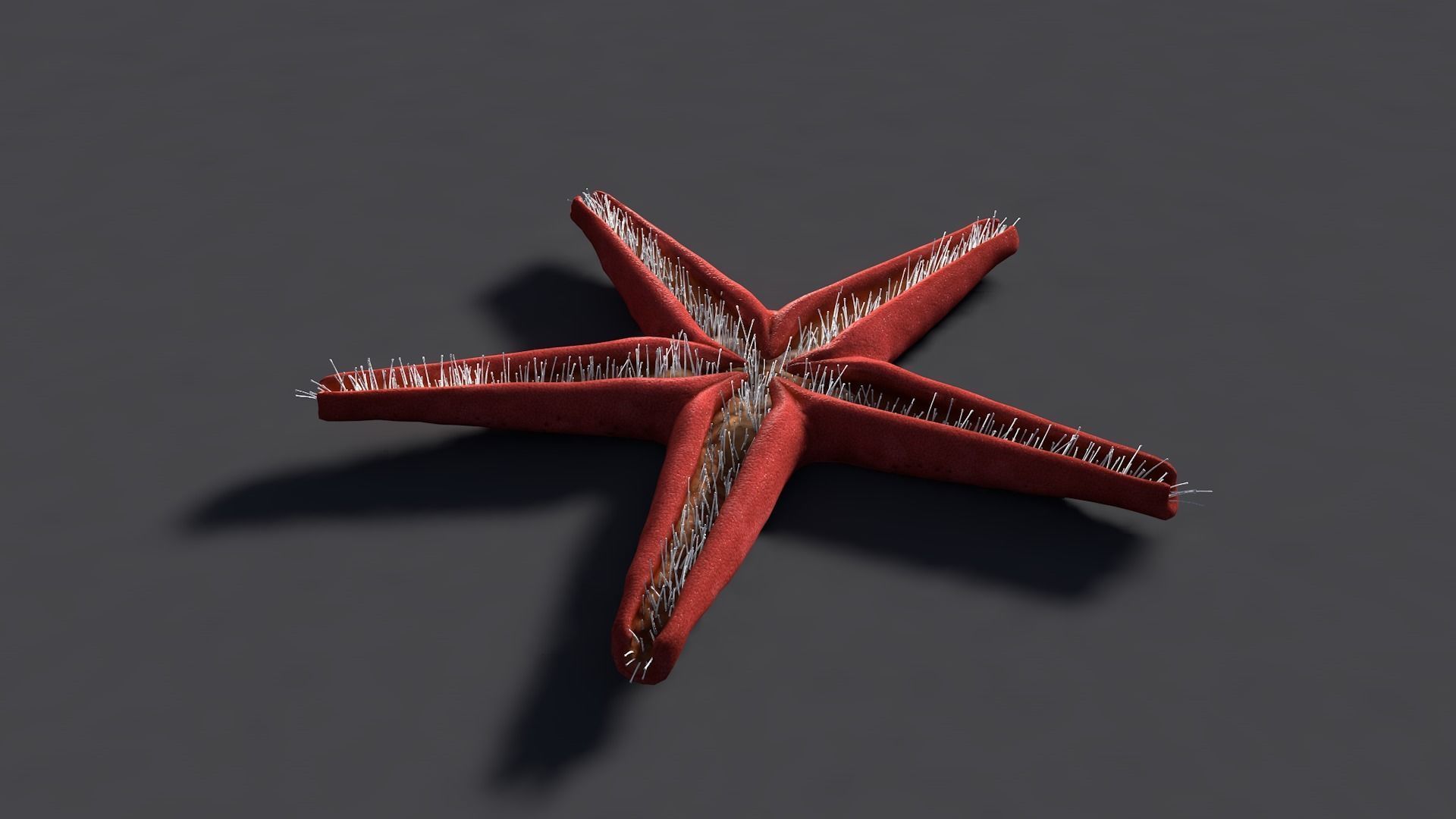 Red Star Fish Low-poly 3D model_5