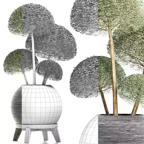 Plants Collection 178 Ligustrum Lucidum Corona