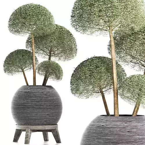 Plants Collection 178 Ligustrum Lucidum Vray 3D model