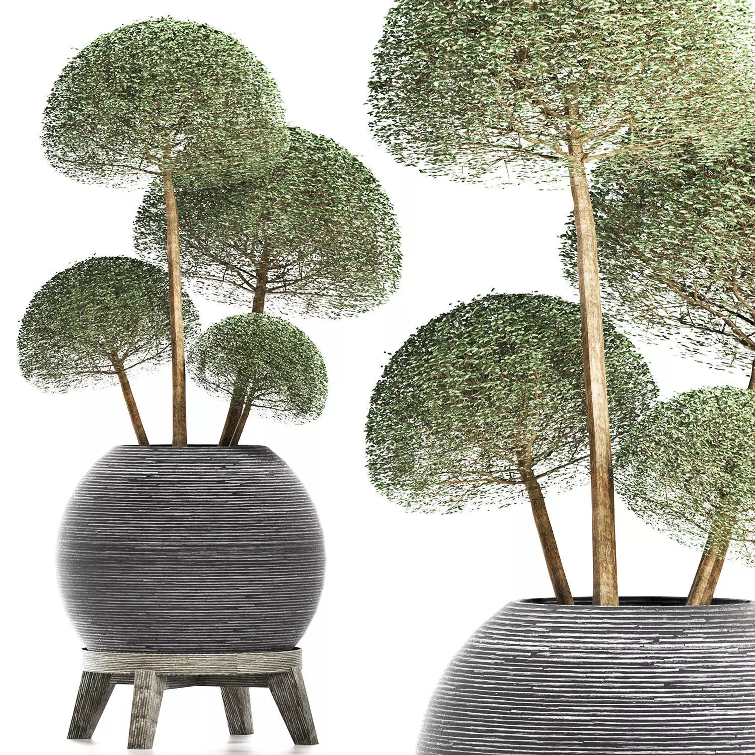 Plants Collection 178 Ligustrum Lucidum Vray 3D model