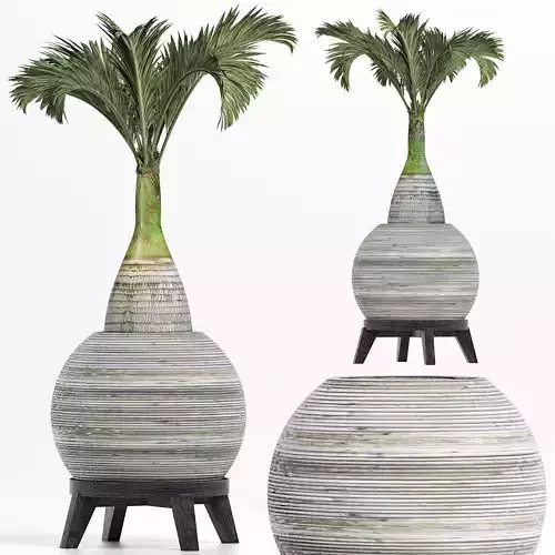 Plants Collection 181 Palm