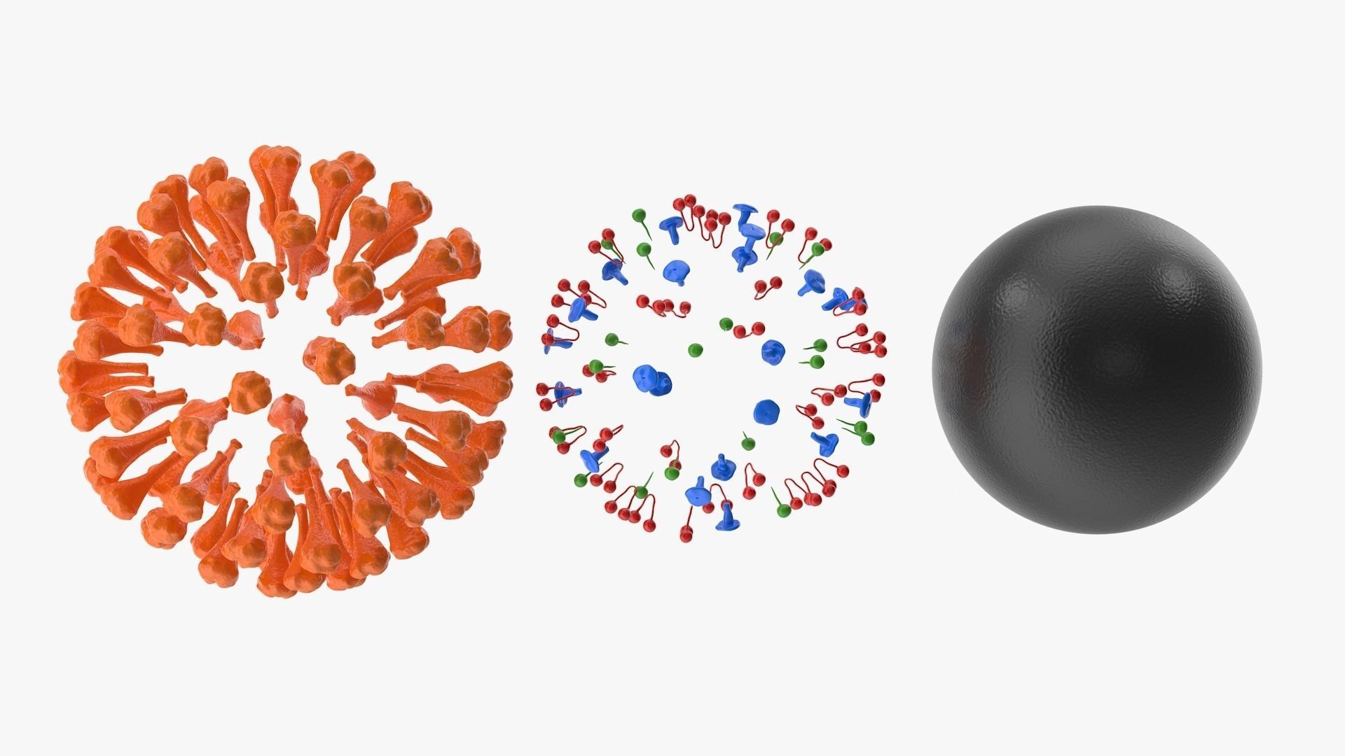 Coronavirus v2 Low-poly 3D model_8