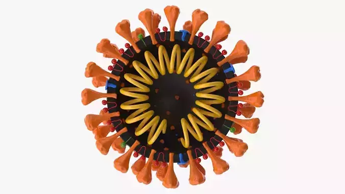 Coronavirus v2 Cross Section Low-poly 3D model