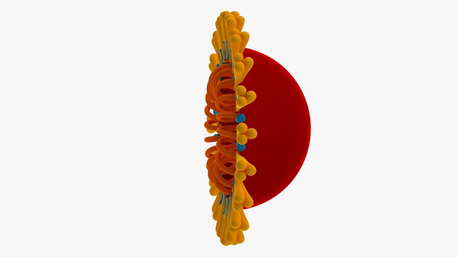 Coronavirus v3 Cross Section Low-poly 3D model_4