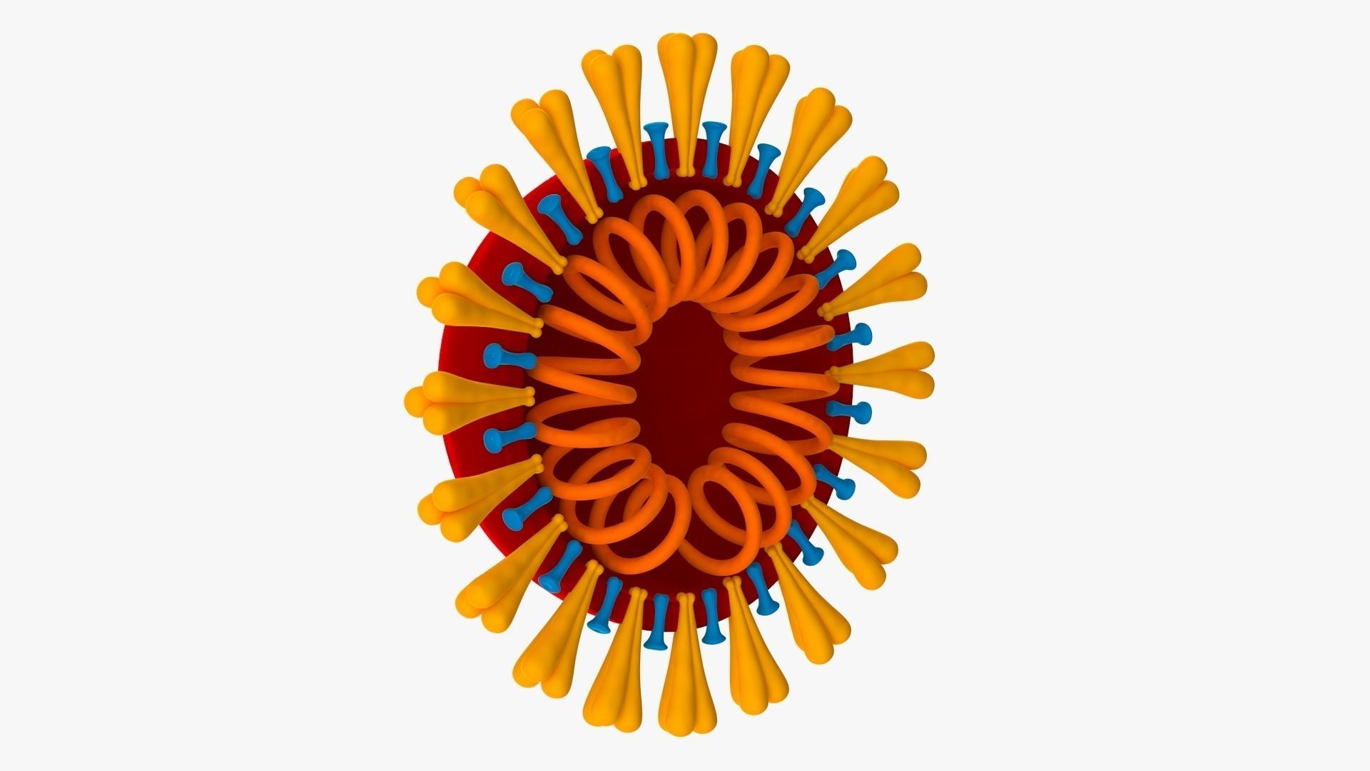Coronavirus v3 Cross Section Low-poly 3D model_7
