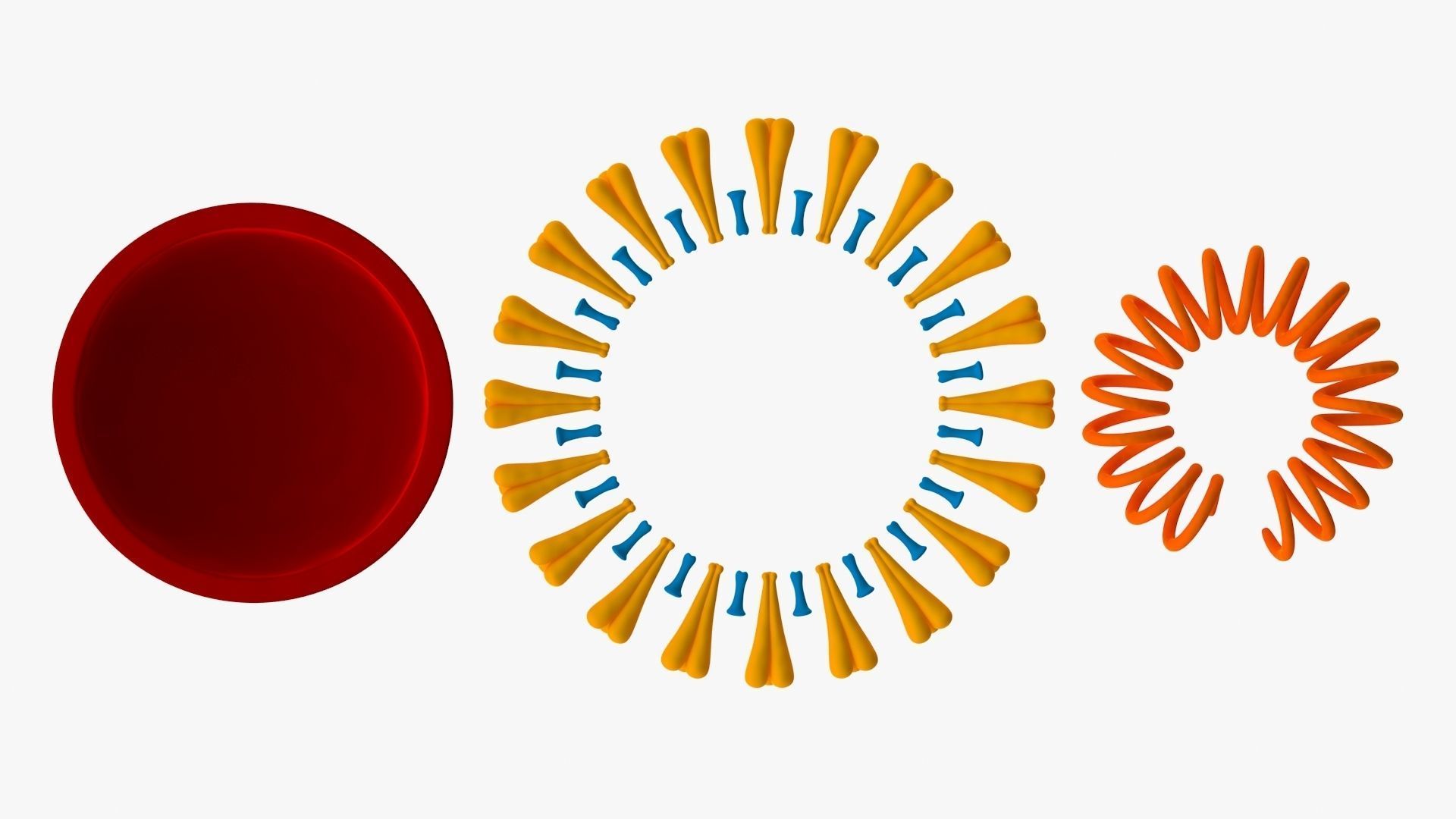 Coronavirus v3 Cross Section Low-poly 3D model_8