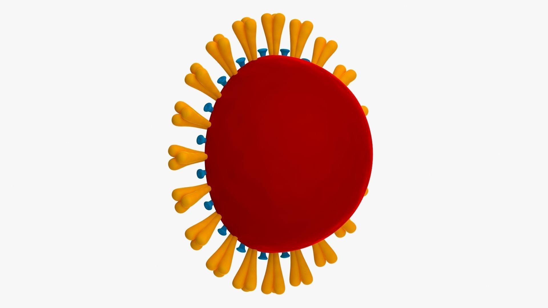 Coronavirus v3 Cross Section Low-poly 3D model_5