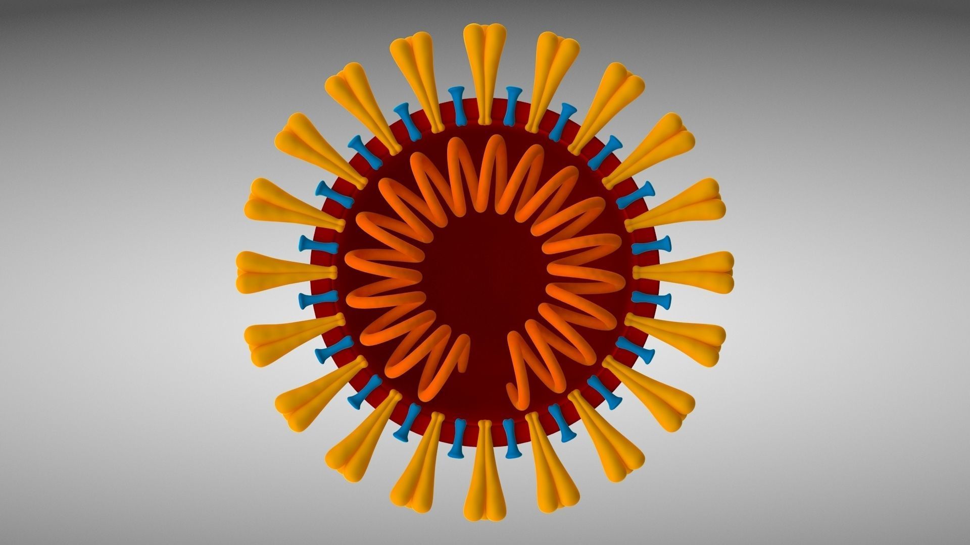 Coronavirus v3 Cross Section Low-poly 3D model_2