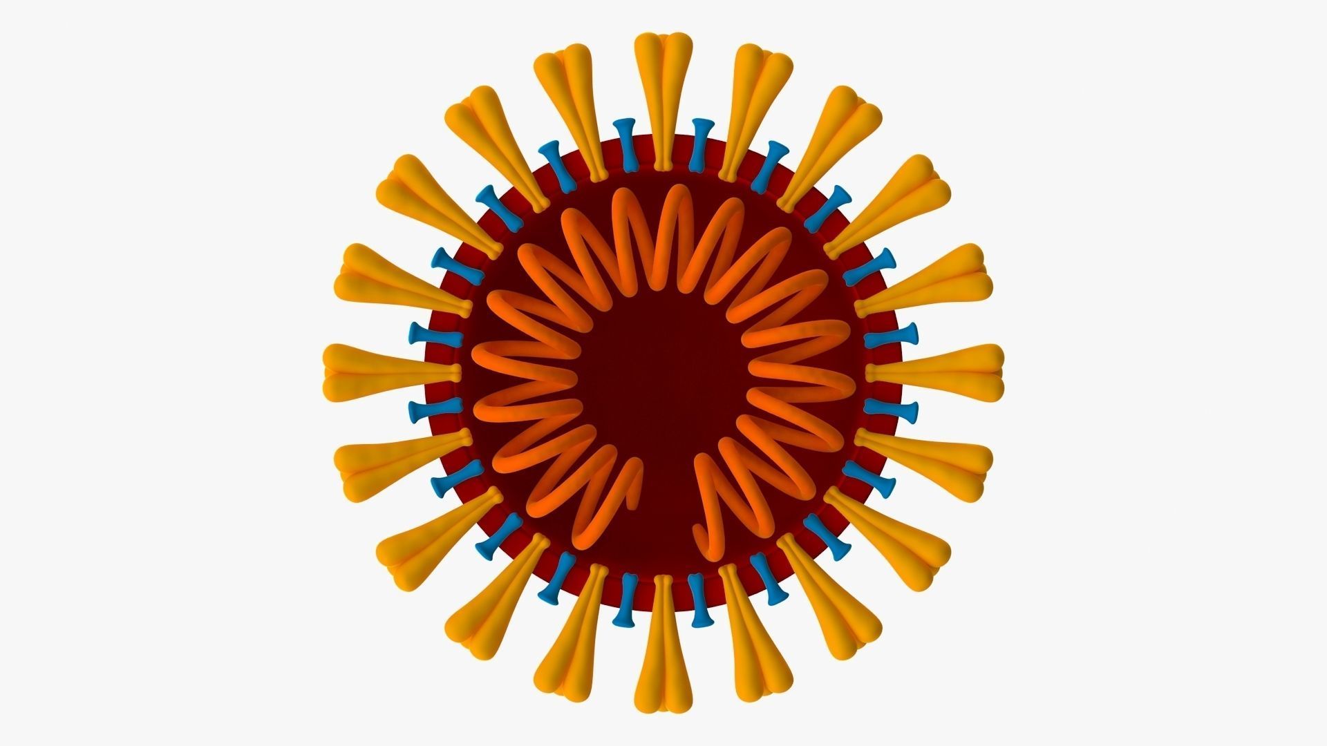 Coronavirus v3 Cross Section Low-poly 3D model_1