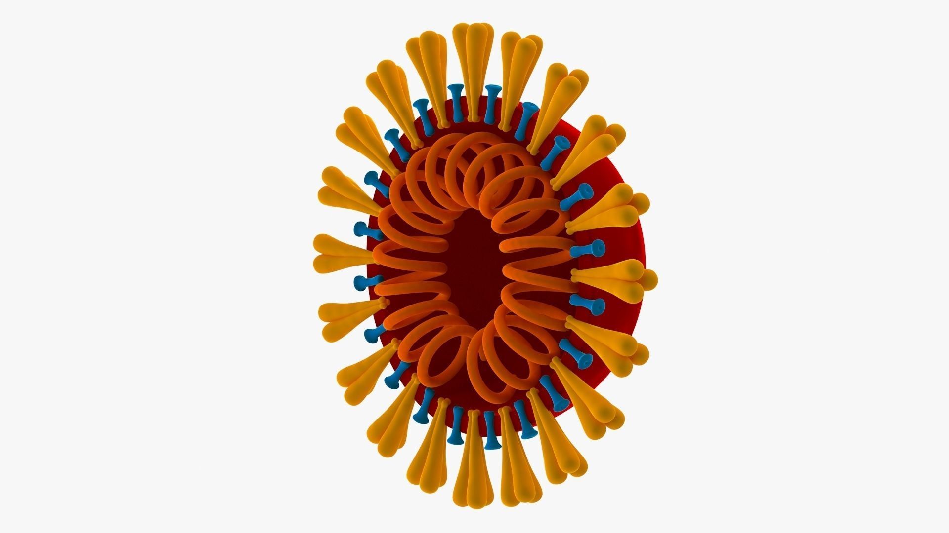 Coronavirus v3 Cross Section Low-poly 3D model_3