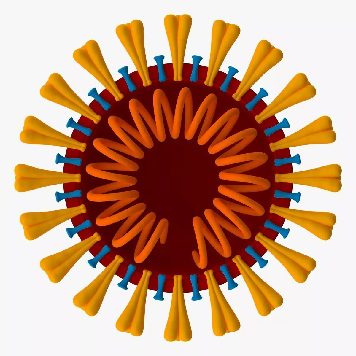 Coronavirus v3 Cross Section Low-poly 3D model_0
