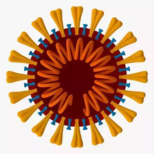 Coronavirus v3 Cross Section Low-poly 3D model