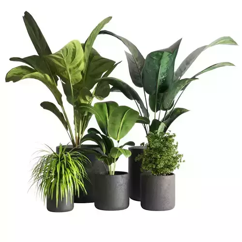 indoor plant 09 Low-poly 3D model