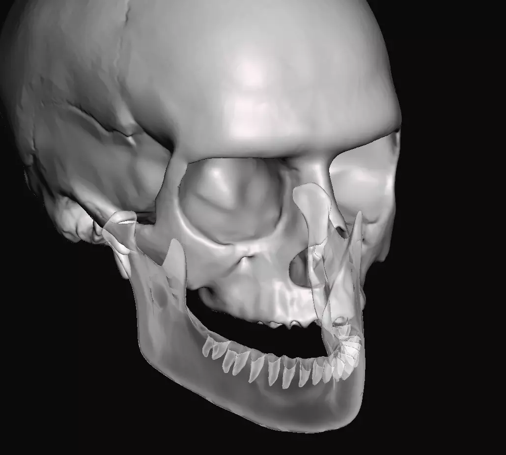 Human anatomy skull fit to teeth library 3D print model