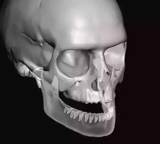 Human anatomy skull fit to teeth library 3D print model
