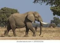 Elephant with tusks 3D model_5