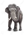 Elephant with tusks 3D model_4