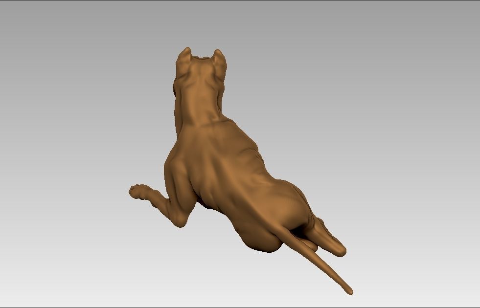 American pitbull terier sitting relaxed lying 3D print model_13