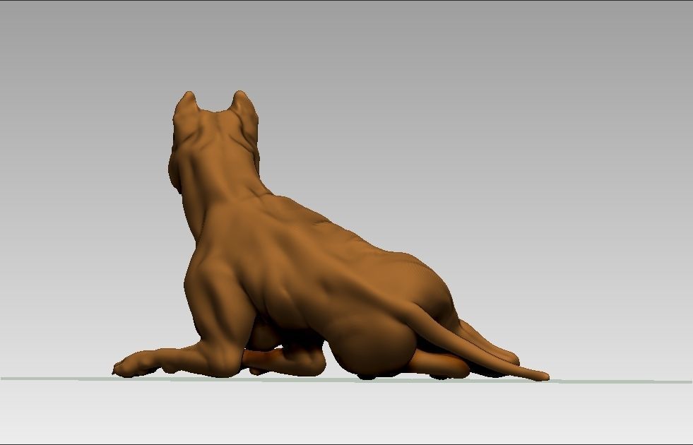 American pitbull terier sitting relaxed lying 3D print model_5