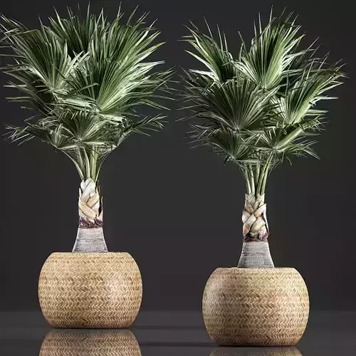 Decorative palm in a basket 821 3D model